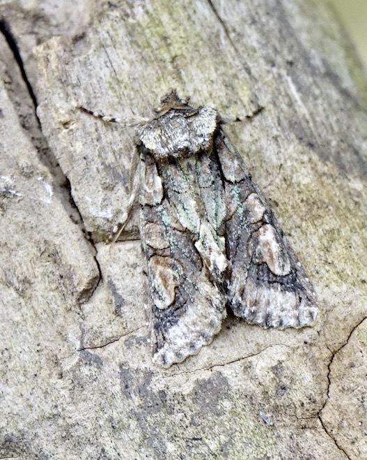 green-brindled crescent